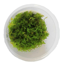 Mech Christmass moss (Vesicularia montagnei) - Kubek 6cm