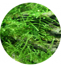 Mech jawajski - Java moss - Taxiphyllum barbieri