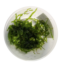 Mech Mini Weeping moss - Vesicularia montagnei