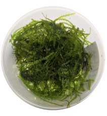 Mech Taiwan moss - Taxiphyllum alternans