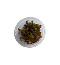 Rotala Blood Red - KUBEK 6CM